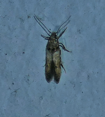 Stilbosis tesquella