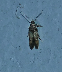 Stilbosis tesquella