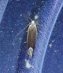 Anacampsis paltodoriella