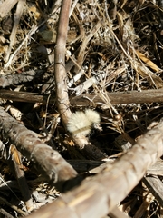 Dasymutilla sackenii