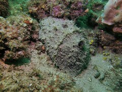 Dolabella auricularia