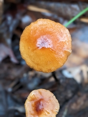Heimiomyces