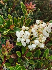 Gaultheria crassa