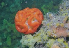 Sycozoa cerebriformis