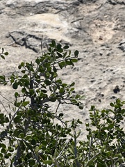 Schaefferia cuneifolia