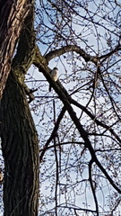 Accipiter