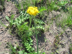 Berkheya umbellata