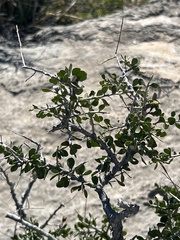 Schaefferia cuneifolia
