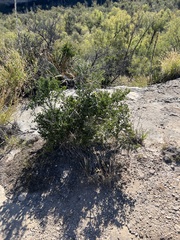 Schaefferia cuneifolia