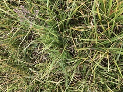 Carex utriculata