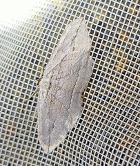 Austrocidaria gobiata