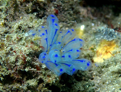 Clavelina australis
