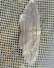 Austrocidaria gobiata