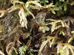 Mnium spinulosum