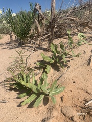 Asclepias arenaria