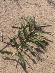 Asclepias arenaria