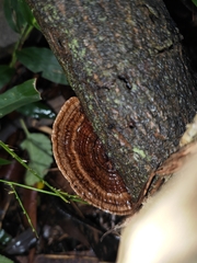 Hexagonia tenuis