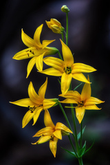 Lilium parryi