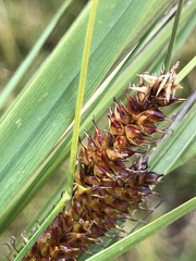 Carex utriculata