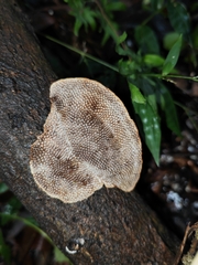 Hexagonia tenuis