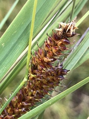 Carex utriculata
