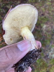 Suillus quiescens