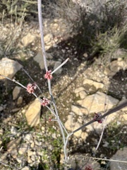 Eriogonum elongatum