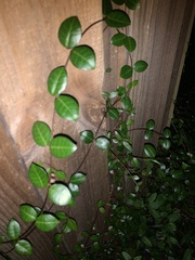 Trachelospermum asiaticum