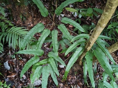 Heptapleurum heptaphyllum