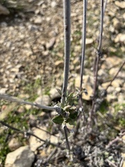 Eriogonum elongatum