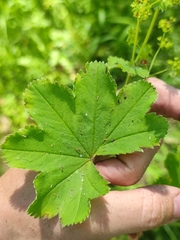 Alchemilla