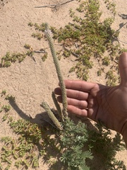 Dalea villosa