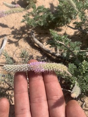 Dalea villosa