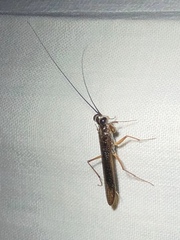Mantoida