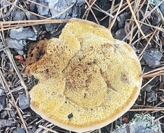 Phaeolus schweinitzii