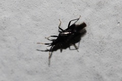 Montandoniola confusa