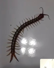 Scolopendridae
