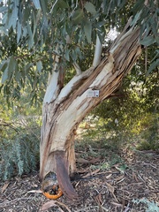 Eucalyptus kitsoniana