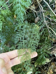Hymenophyllum demissum