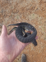 Varanus rosenbergi