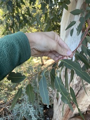 Eucalyptus kitsoniana