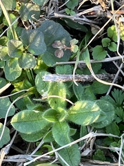 Cerastium glomeratum
