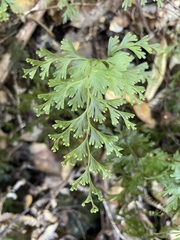 Hymenophyllum demissum
