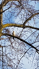 Accipiter