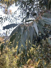 Eucalyptus kitsoniana