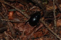 Anoplotrupes stercorosus