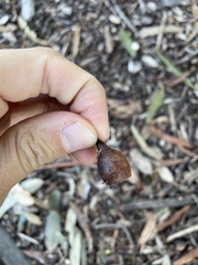 Eucalyptus kitsoniana