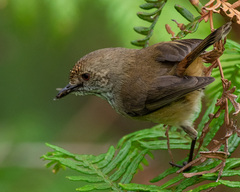 Acanthiza apicalis apicalis