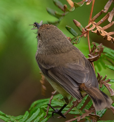 Acanthiza apicalis apicalis