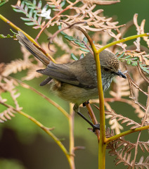 Acanthiza apicalis apicalis